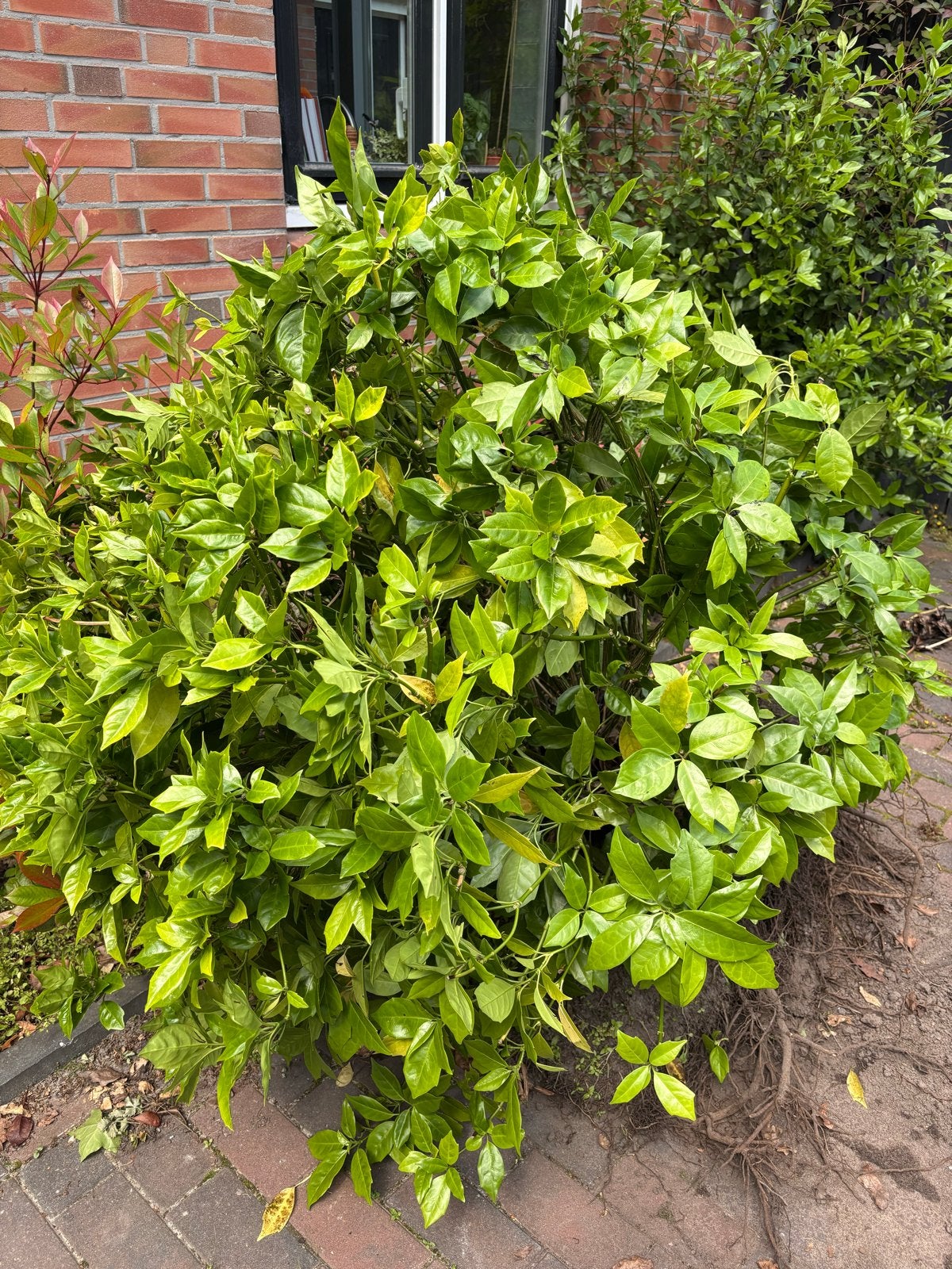 Gratis af te halen: mooie, grote Skimmia, Tuin en Terras, Planten | Tuinplanten, Vaste plant, Bloeit niet, Halfschaduw, Ophalen