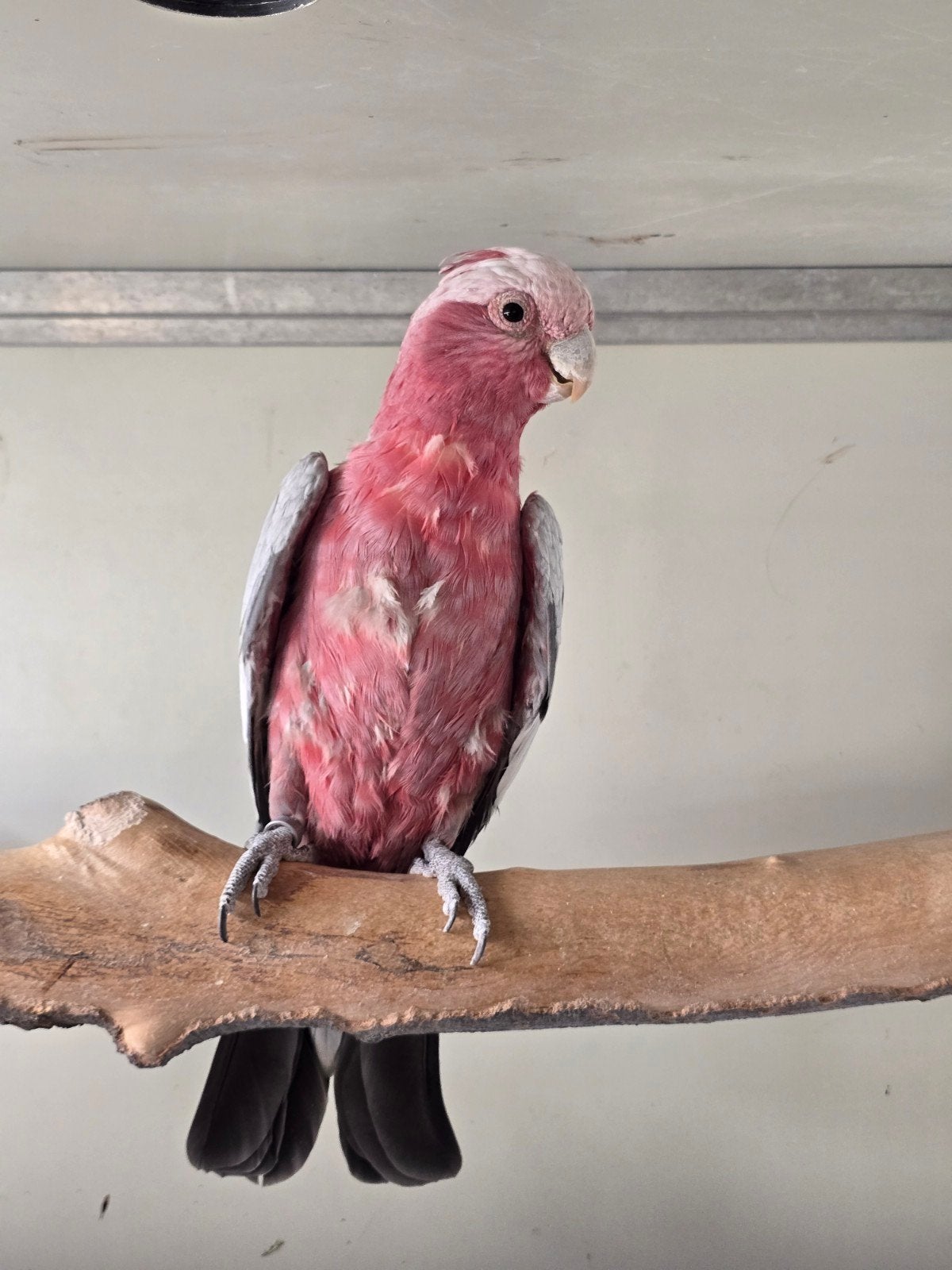 broedrijpe roze/rose kaketoe man., Mannelijk, Papegaai, Geringd