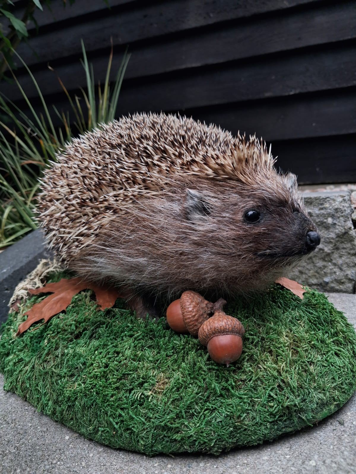 Opgezette egel NIEUW, Ophalen of Verzenden, Nieuw, Opgezet dier
