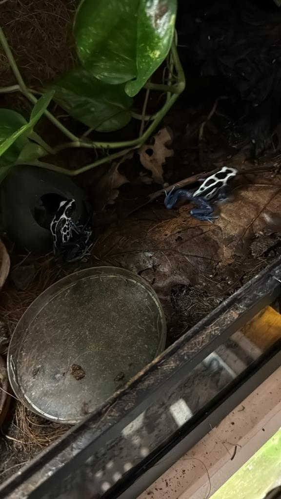 Kweekkoppel Dendrobates tinctorius Oyapok Frog - unknown for sale from Mic