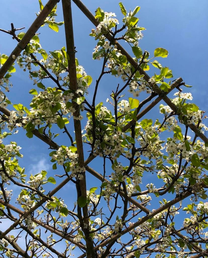 Sierpeer dakbomen | Pyrus chanticleer bomen, Ophalen of Verzenden, Bloeit niet, Volle zon, Overige soorten