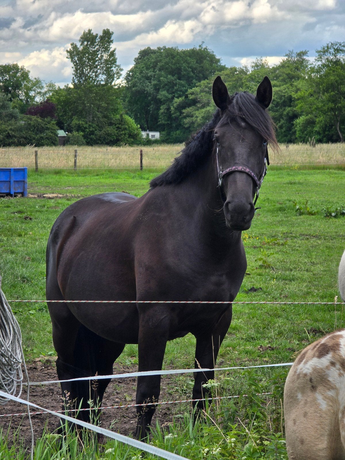 lieve zwarte 2.5 jarige d pony/ jaarling valk appaloosa, Merrie, 3 tot 6 jaar, Gechipt, Onbeleerd