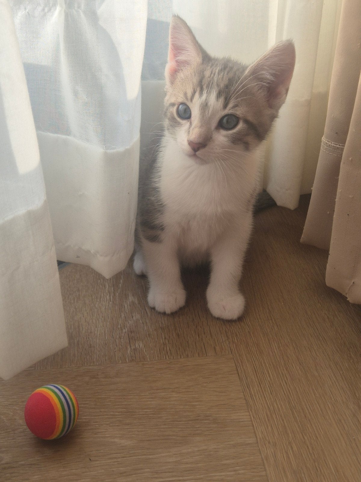 Kittens (nog 1 beschikbaar), Dieren en Toebehoren, Meerdere dieren, Ontwormd, 0 tot 2 jaar