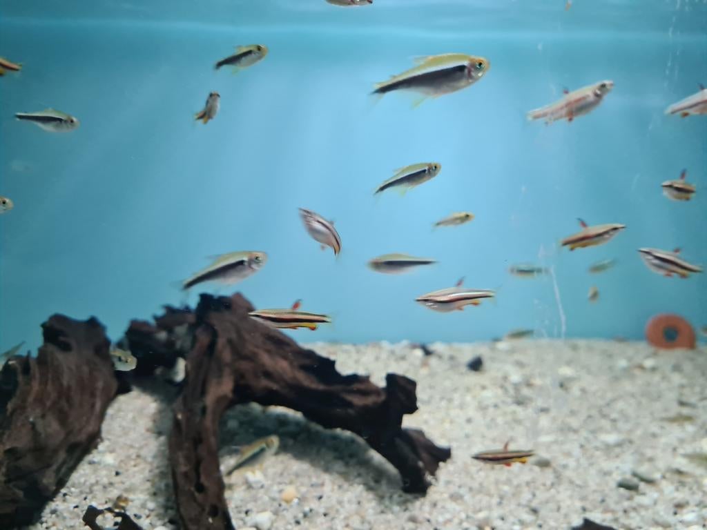Zwarte Neon Tetra, Hyphessobrycon herbertaxelrodi, Dieren en Toebehoren, Vissen | Aquariumvissen, Vis, Zoetwatervis