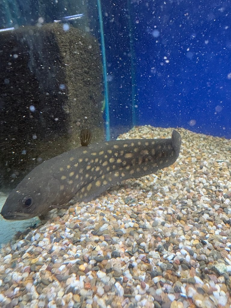 Papyrocranus afer, Dieren en Toebehoren, Vis, Zoetwatervis