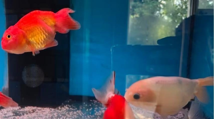 Ranchu goudvis XXL - Koidream Valburg, Dieren en Toebehoren, Vis, Zoetwatervis