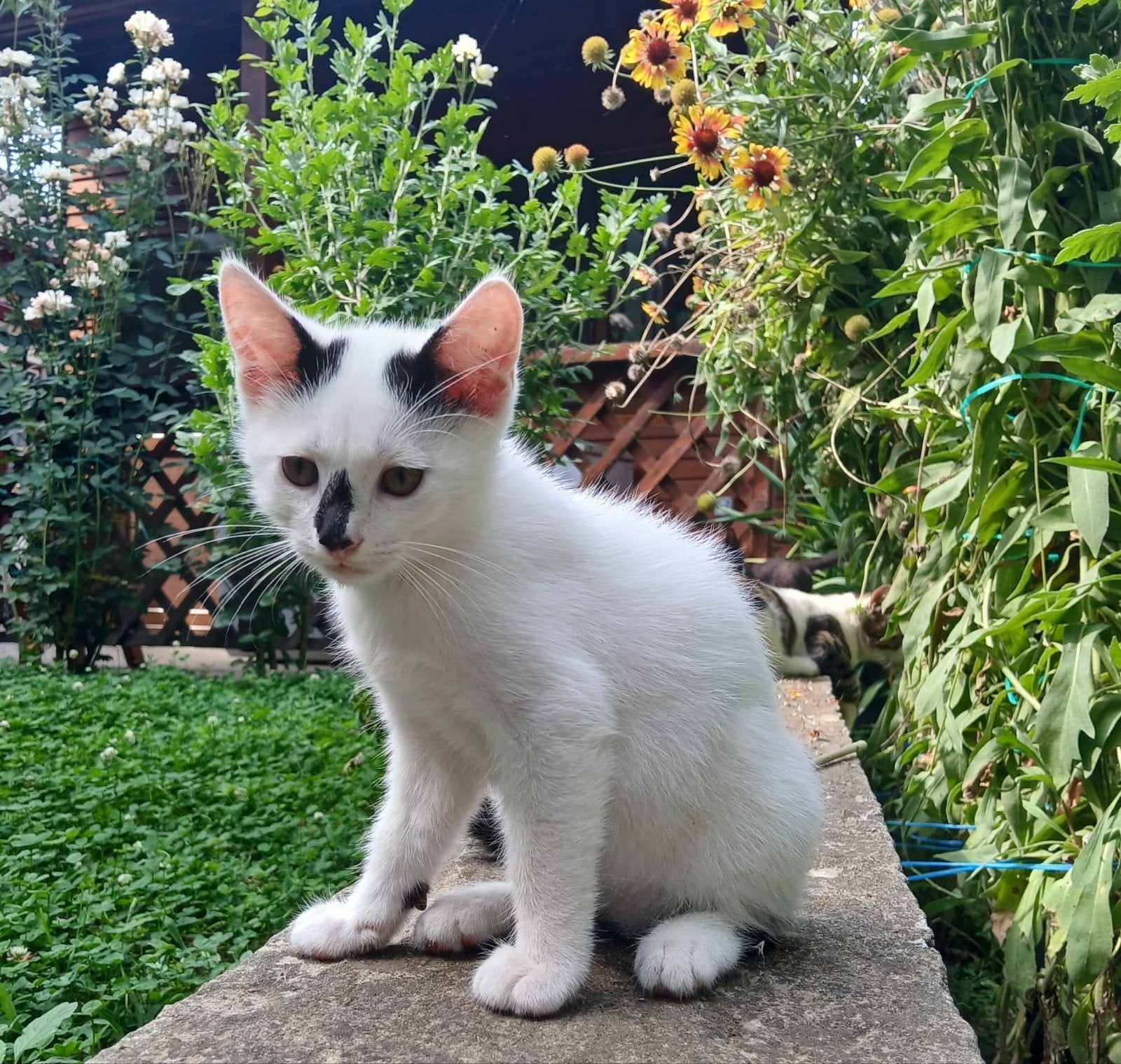 Help een kitten/ Kat, Poes, Kortharig, 0 tot 2 jaar
