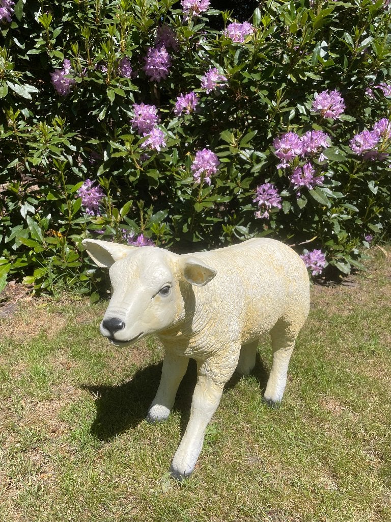Beeld texel schaap lammetje staand, tuin, boerderij 60 cm, Ophalen, Nieuw, Kunststof, Dierenbeeld