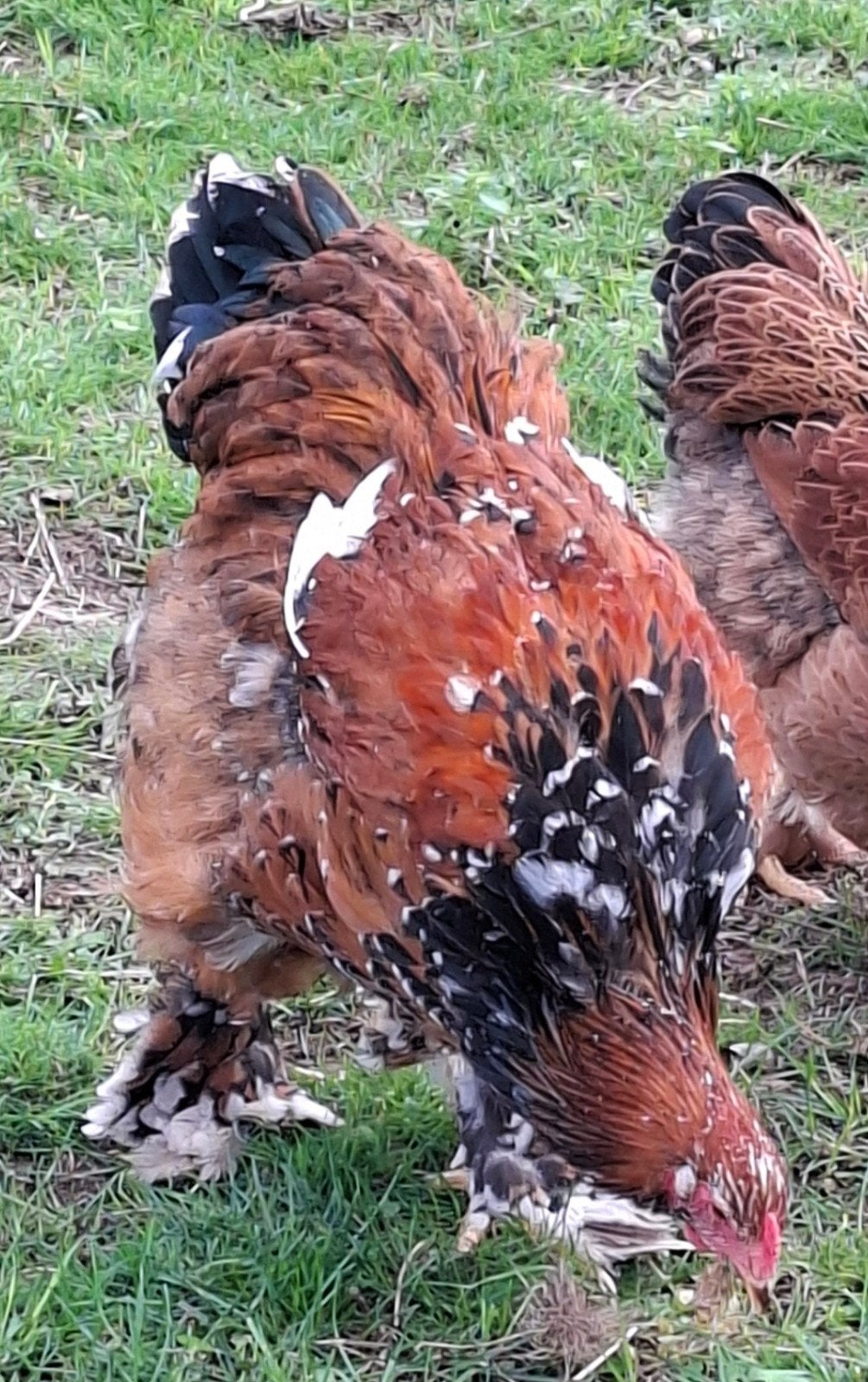 Grote lieve  Brahma haan van 2025., Dieren en Toebehoren, Mannelijk, Kip