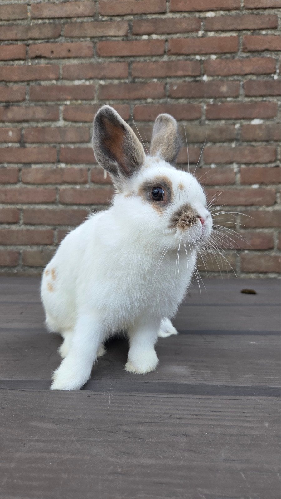 lief dwerg konijn man, Dieren en Toebehoren, Mannelijk, Dwerg, 0 tot 2 jaar