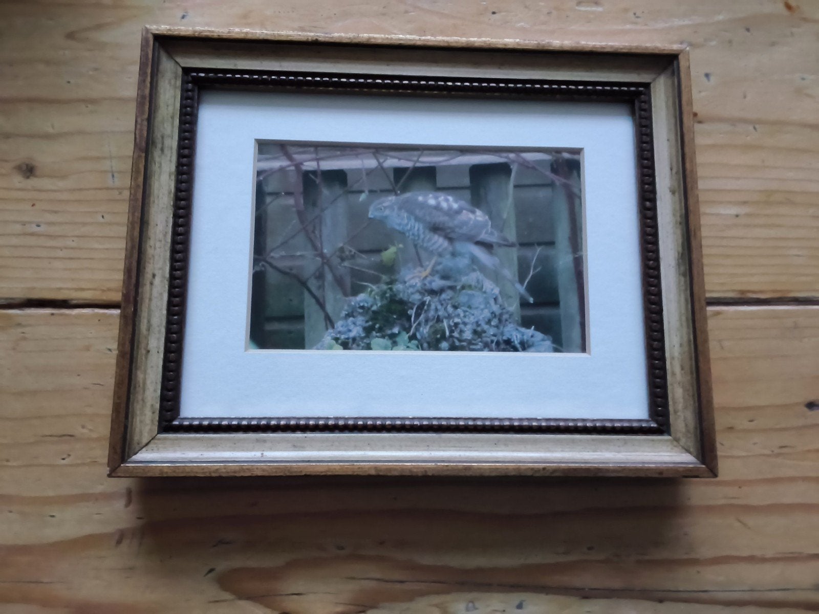 Ingelijste foto van een sperwer in de natuur, Huis en Inrichting, Minder dan 50 cm, Gebruikt, Ophalen of Verzenden, Foto of Poster