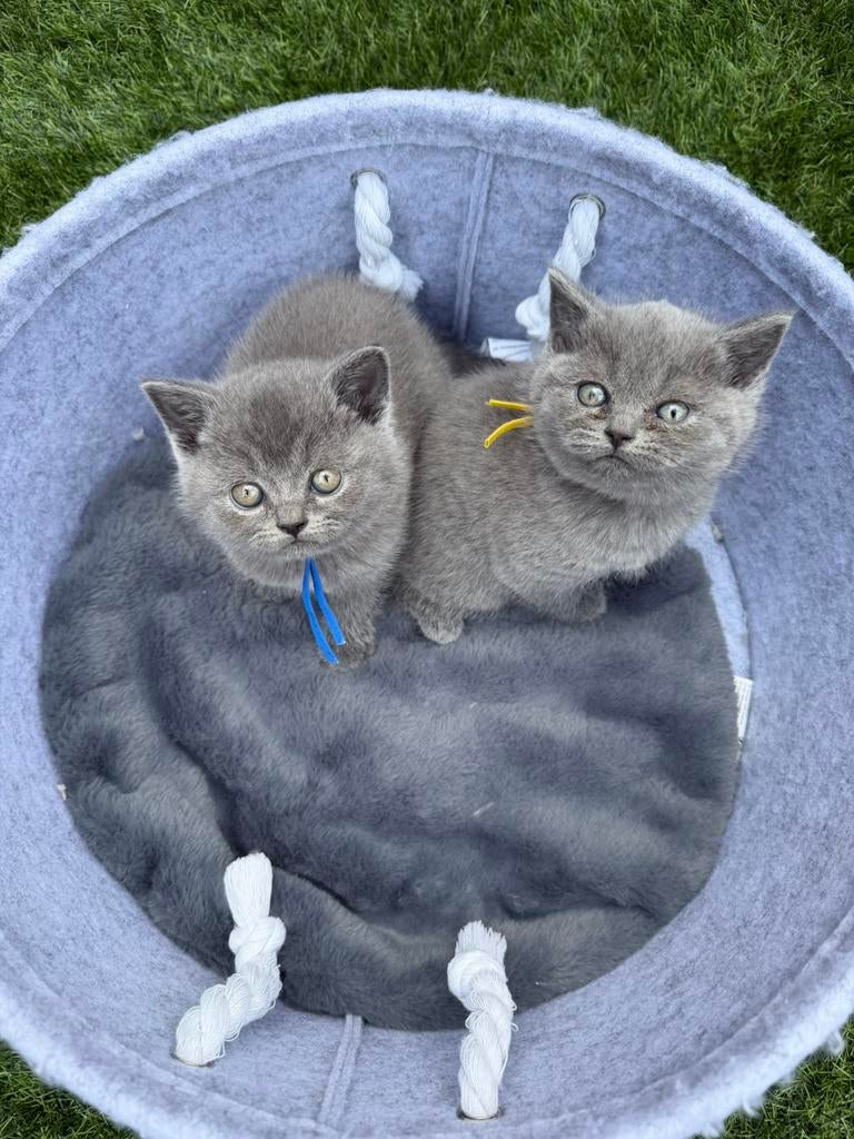 Britse Korthaar kittens  | €850, Dieren en Toebehoren, Meerdere dieren, Ontwormd, 0 tot 2 jaar