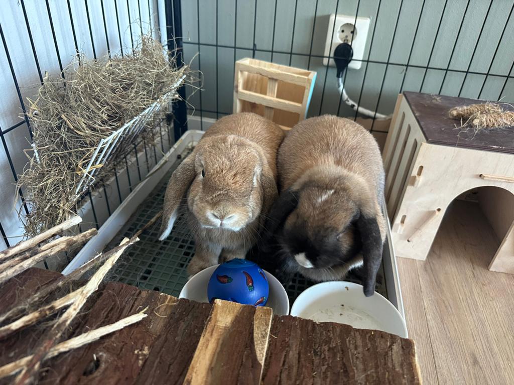 2 minilop konijntjes incl. alle toebehoren, Dieren en Toebehoren, Meerdere dieren, Dwerg, Hangoor, 0 tot 2 jaar