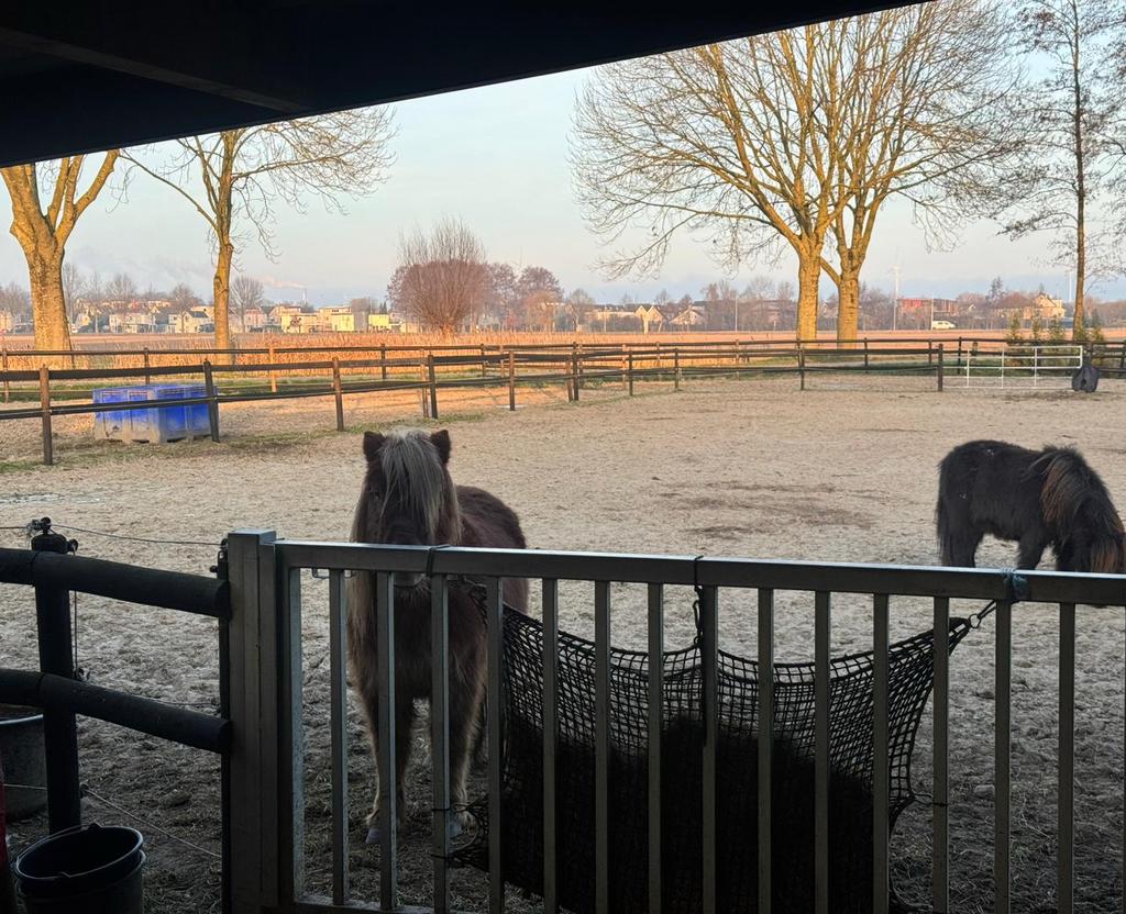Verzorger gezocht voor de maand augustus Duiven gld, Toebehoren, 4 paarden of pony's of meer