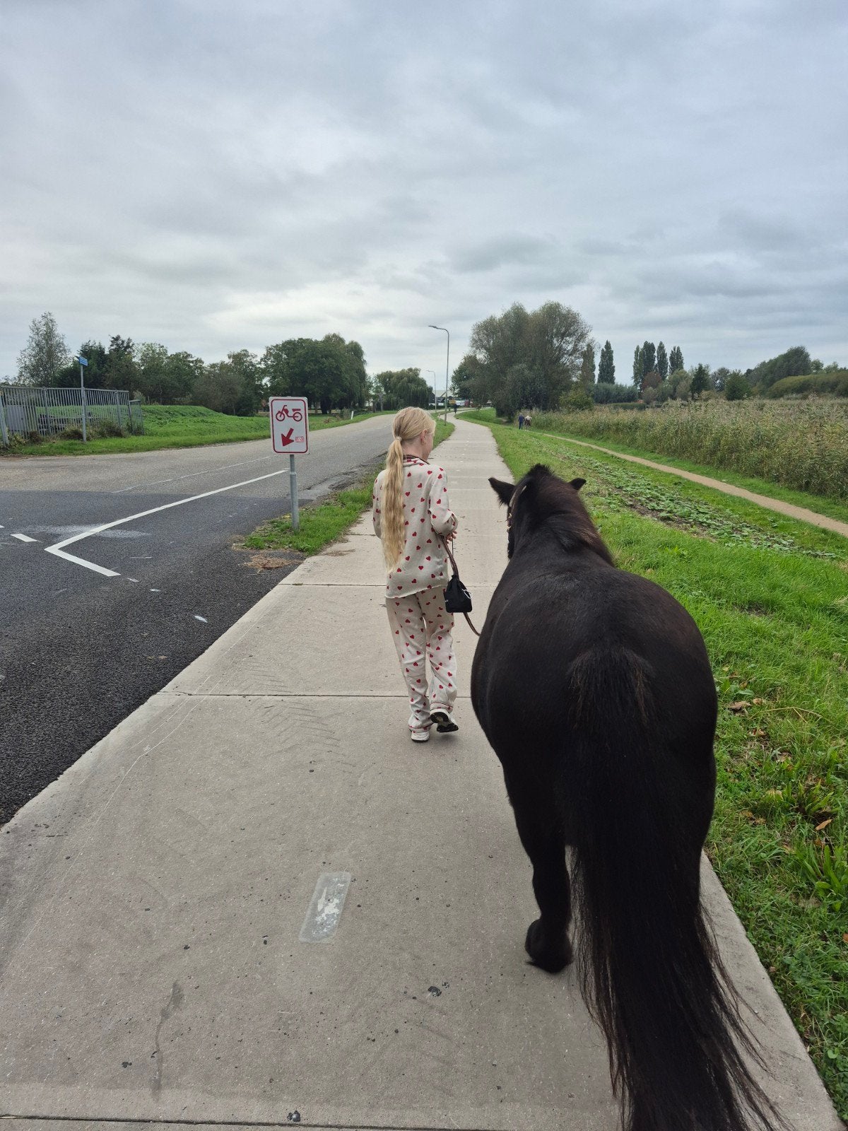 BIJRIJDPAARD GEZOCHT, Dieren en Toebehoren