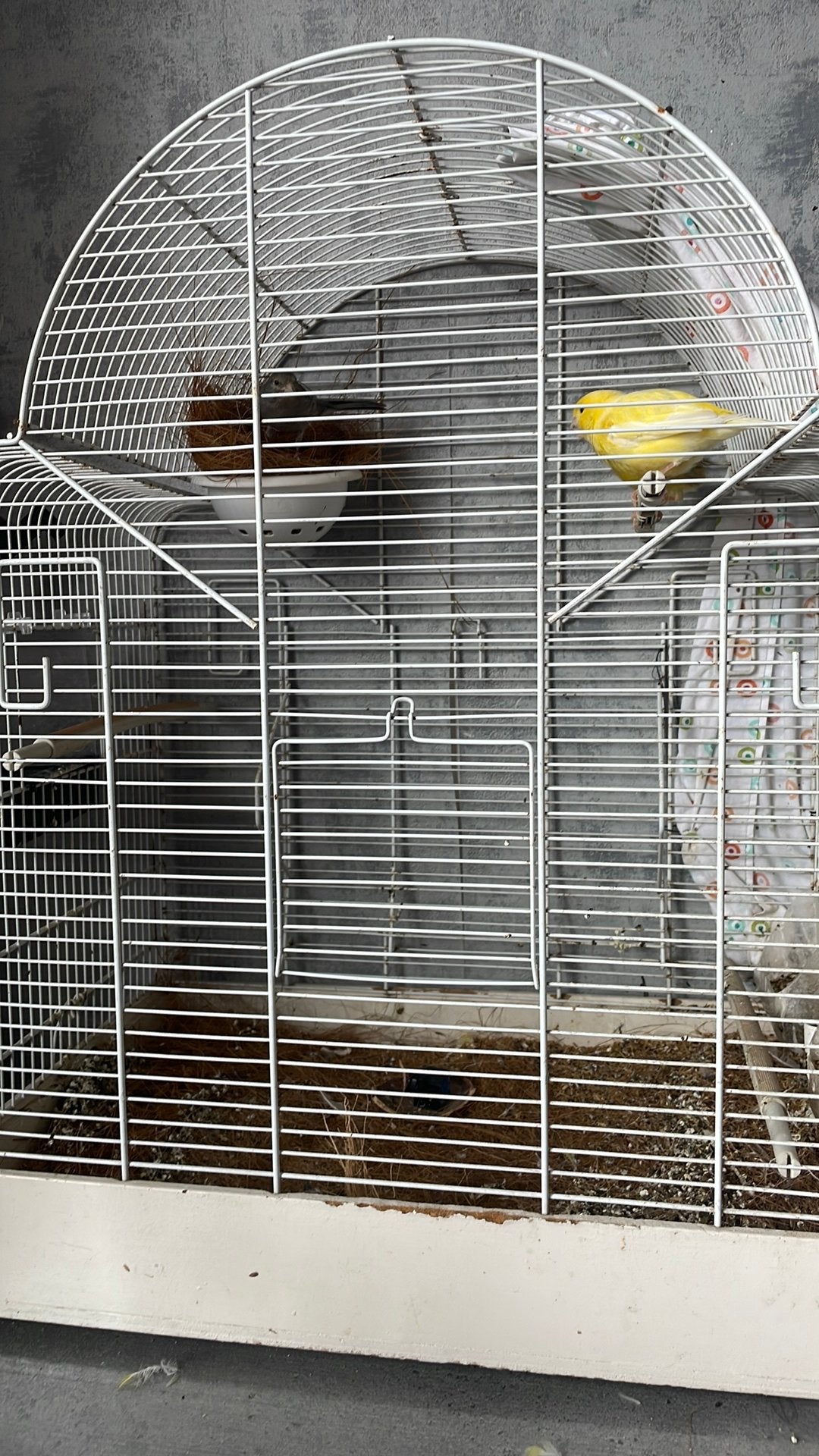 Canaris, Ophalen of Verzenden, Vogelkooi