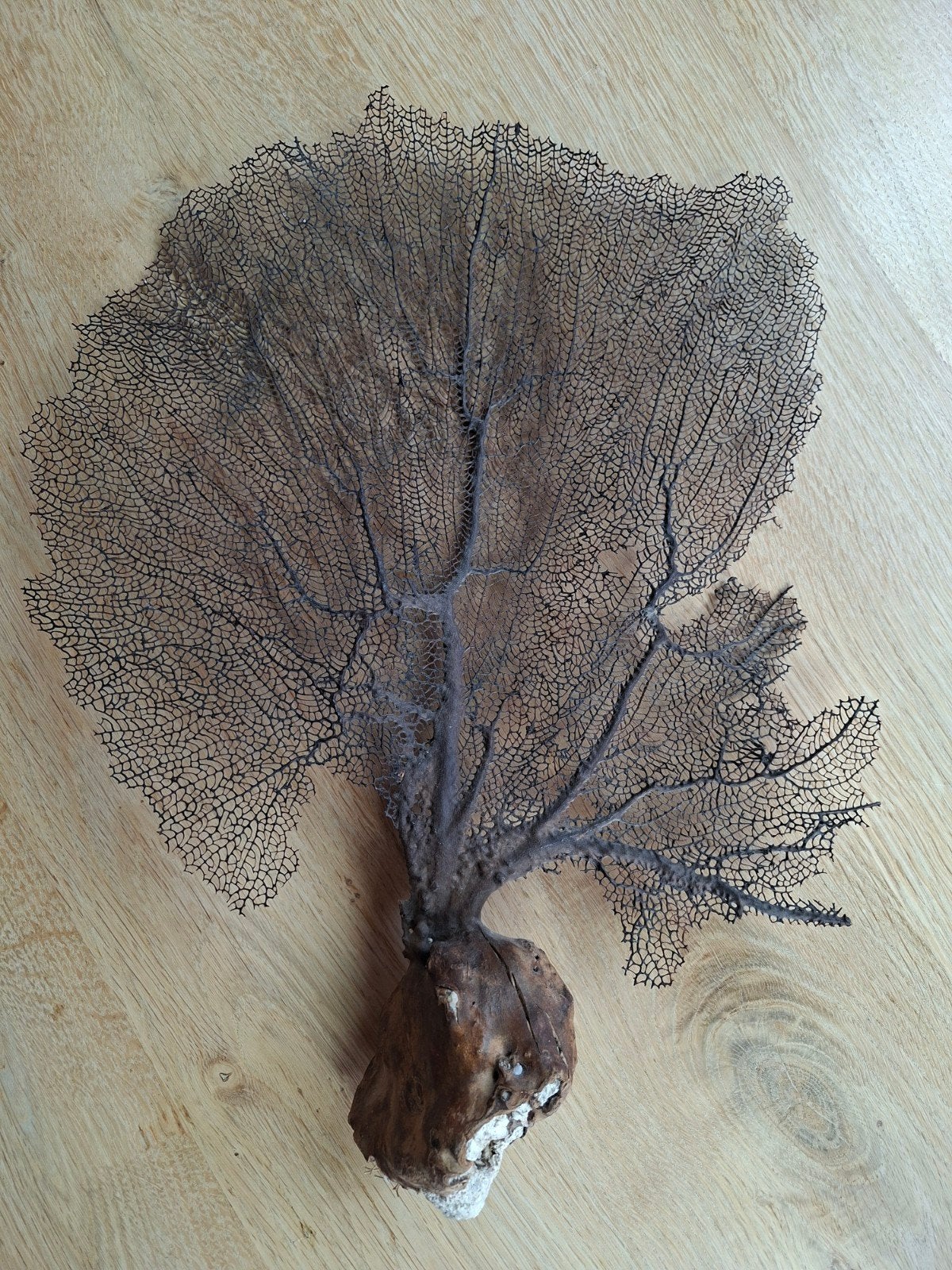 Gorgoon / Sea Fan, Ophalen