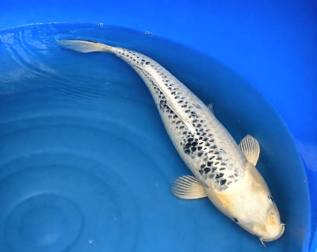 Shiro Bekko 50_53 cm Sansai Kodama, Dieren en Toebehoren, Vissen | Vijvervissen, Karper of Koi