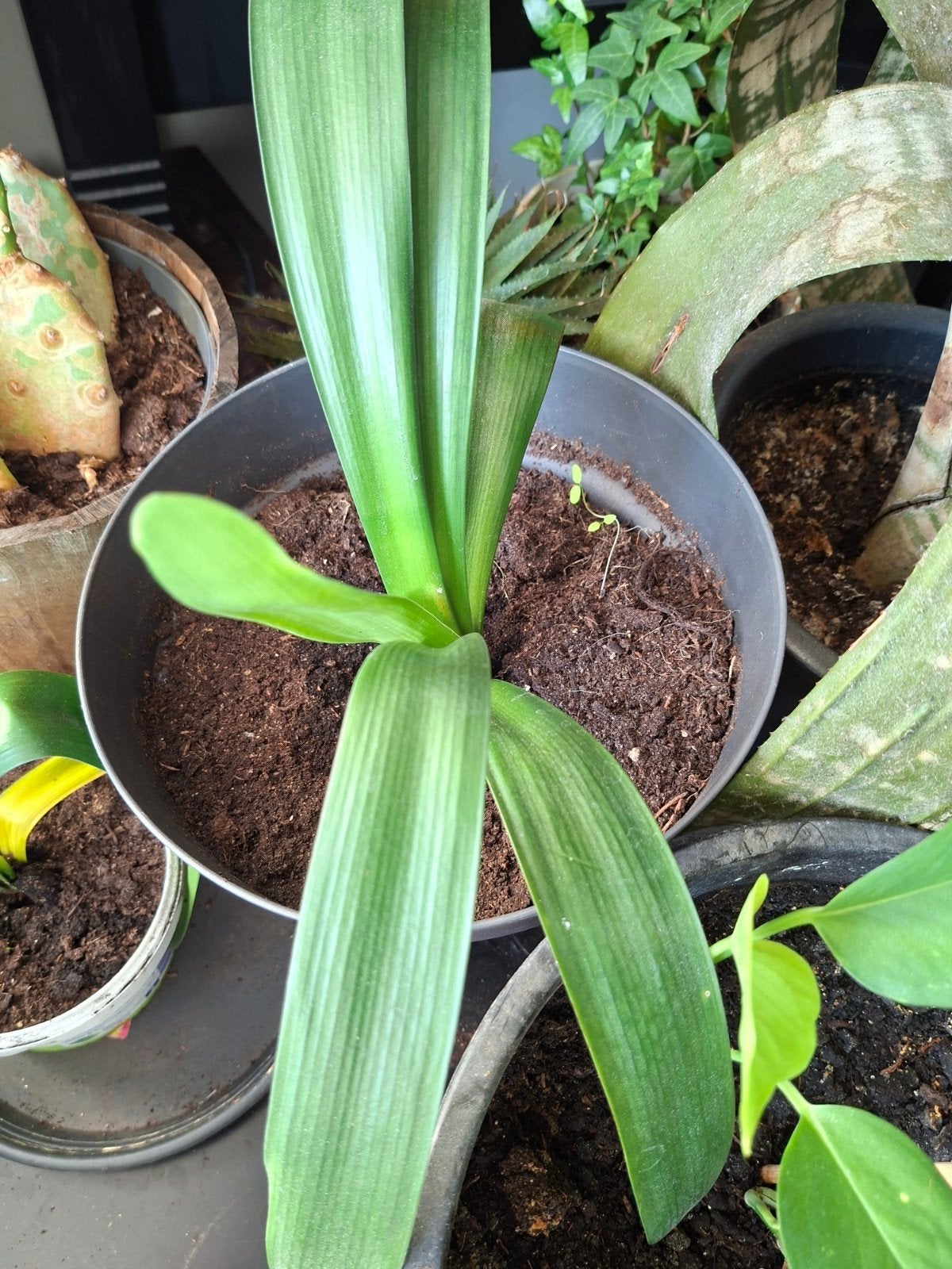 Groene kamerplant in pot. clivia, Ophalen, Overige soorten, Halfschaduw, In pot