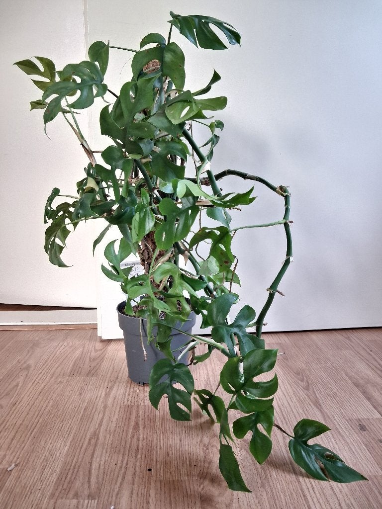 Monstera Minima - Raphidophora Tetrasperma/Gatenplant H:65cm, Ophalen, Overige soorten, Halfschaduw, Minder dan 100 cm