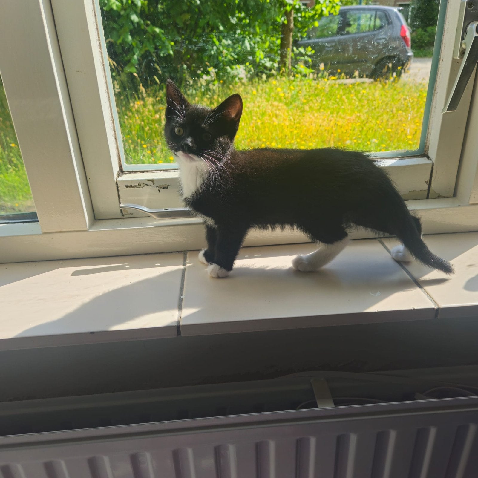 Gezocht goudmandje voor deze kittens!!, Meerdere dieren