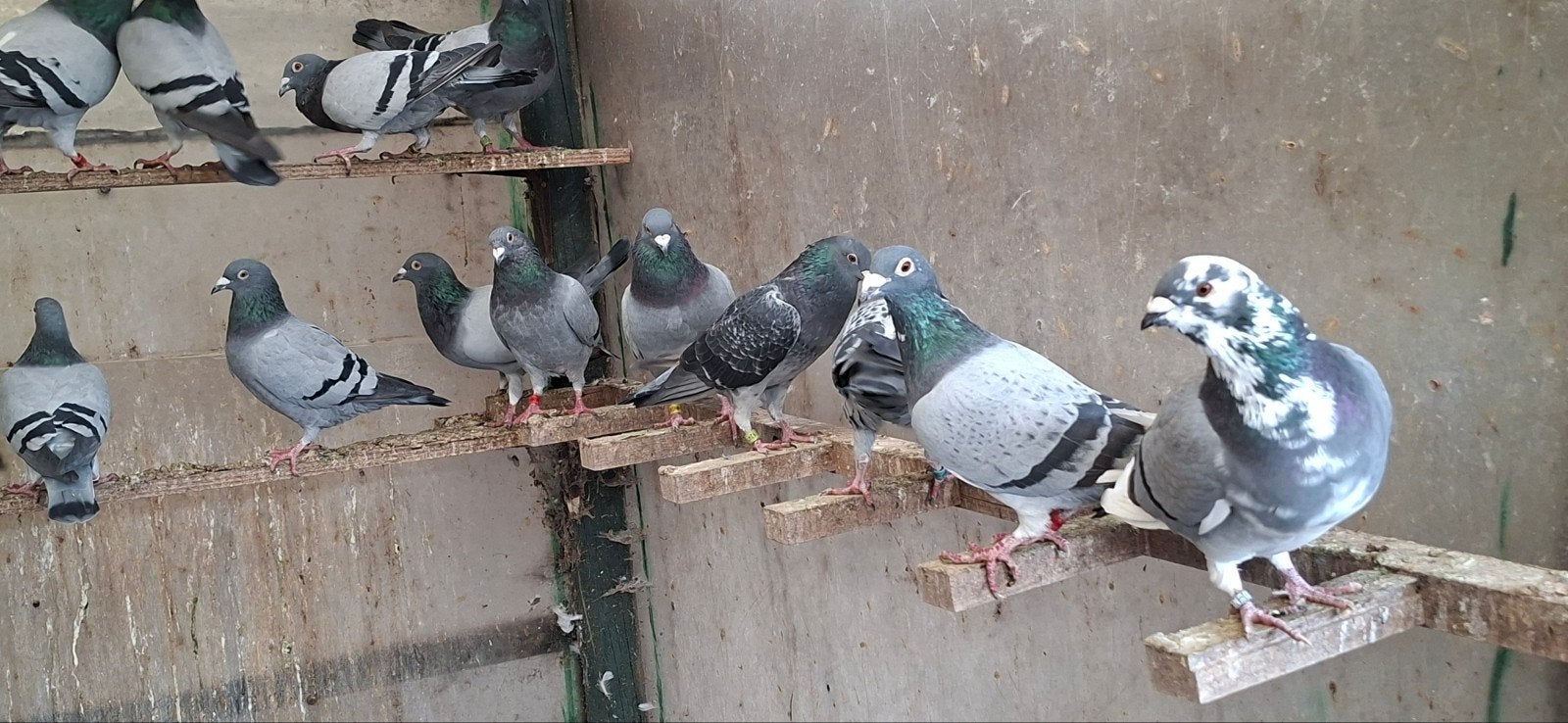 postduiven, Meerdere dieren, Postduif
