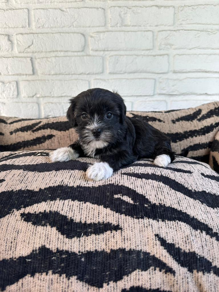 Boomer pups, Dieren en Toebehoren, Honden | Chihuahua's en Gezelschapshonden, Parvo, Nederland, Overige rassen, 8 tot 15 weken