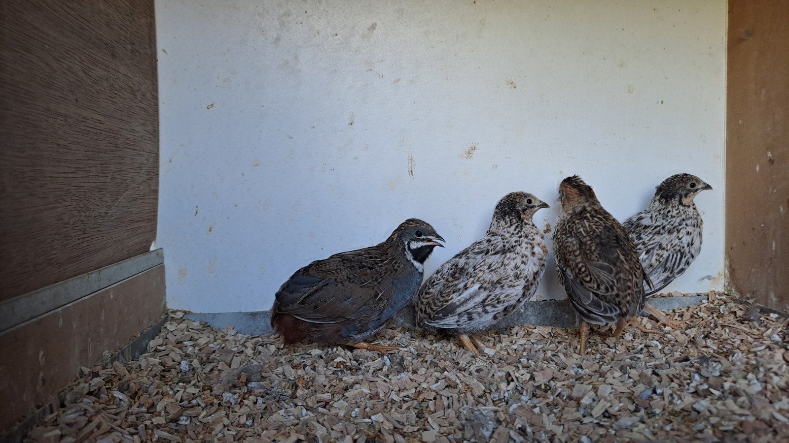 Chinese dwergkwartels natuurbroed 2026, Dieren en Toebehoren, Vogels | Overige Vogels, Meerdere dieren