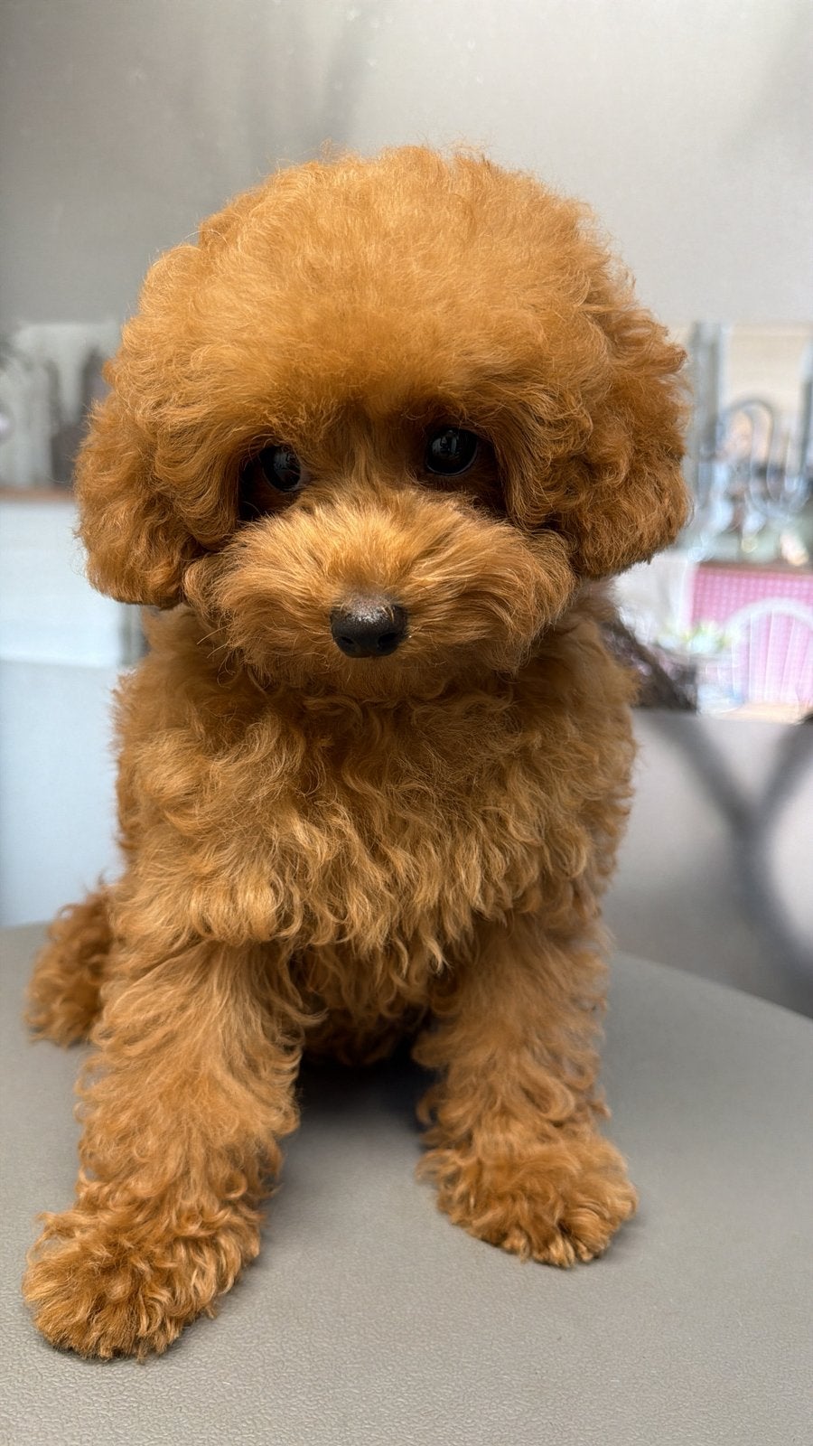 Toy poedel teefje, Poedel, Parvo, 8 tot 15 weken, Teef