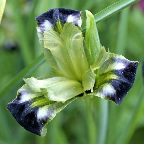 iris tuberosus, Ophalen of Verzenden, Najaar, Volle zon, Bloembol