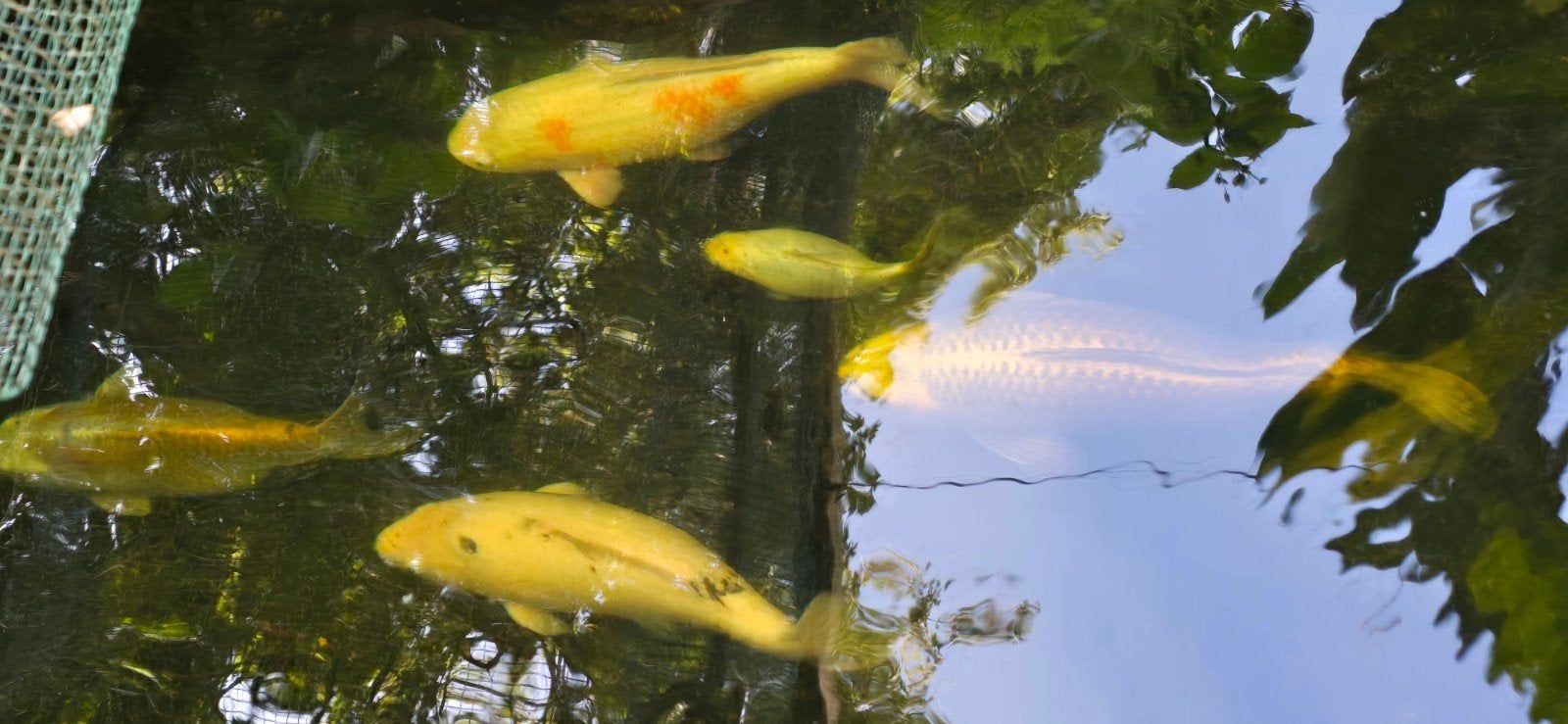 diverse koi karpers, Dieren en Toebehoren, Karper of Koi