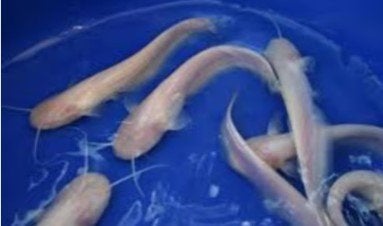Europese meerval Albino - Silurus glanis 9 / 14 cm -Koidream