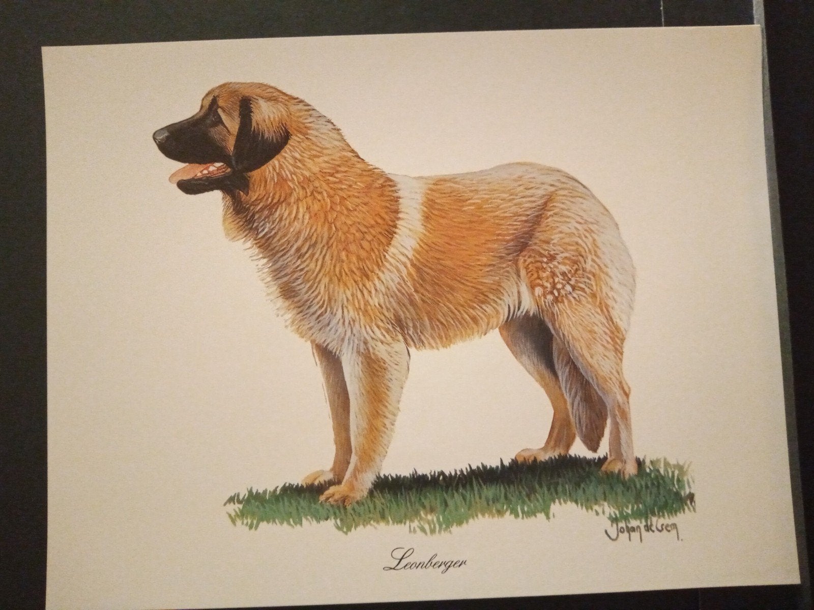 Leonberger - kunstprent - Johan de Crem tekenaar, Verzenden, 1980 tot heden, Zo goed als nieuw, Dier