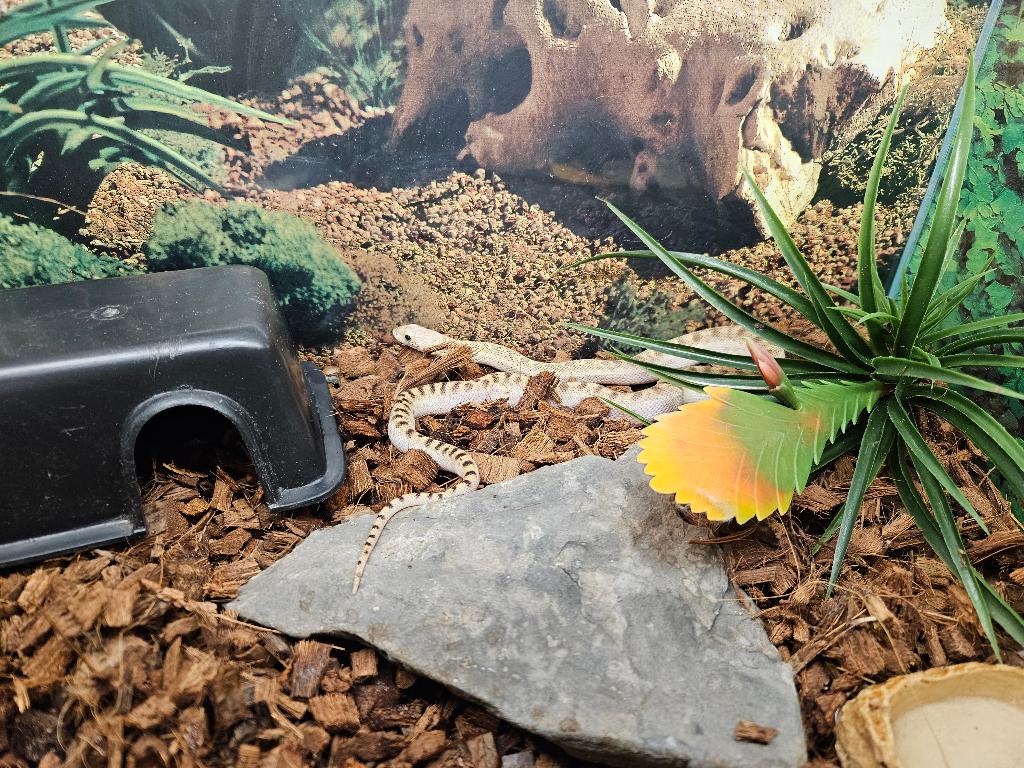 Pituophis catenifer sayi Stierslang, Slang, 0 tot 2 jaar