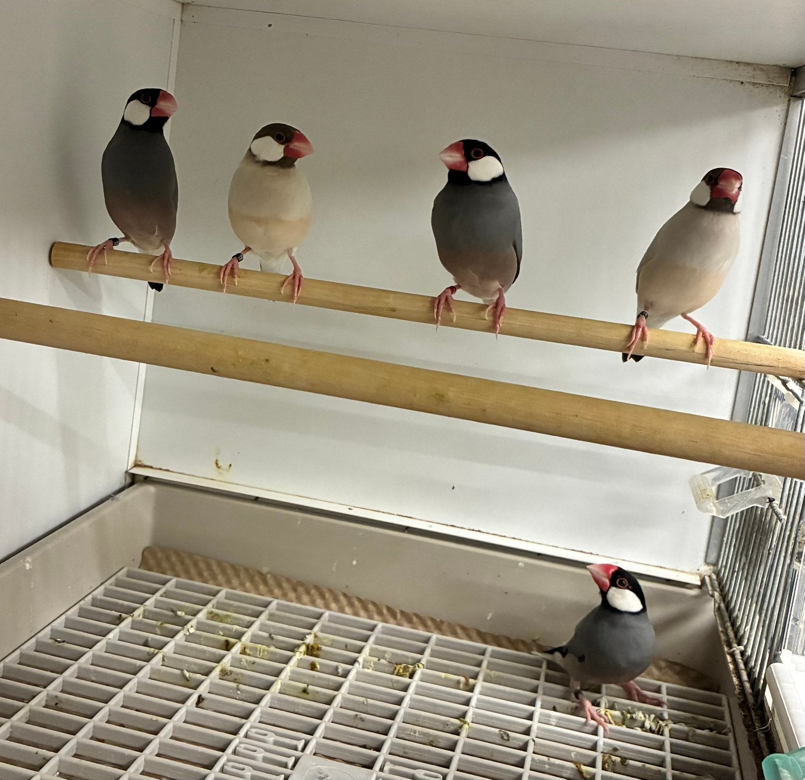 Rijstvogel mannen wildkleur en agaat, Dieren en Toebehoren, Mannelijk, Tropenvogel, Geringd
