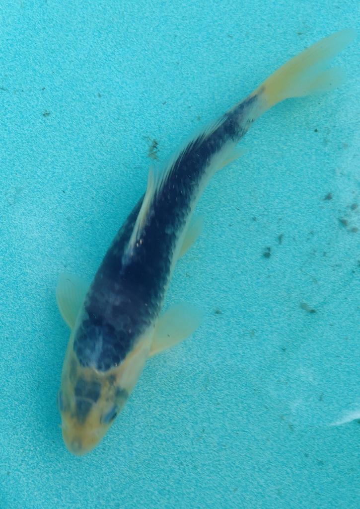 Koi 20 23cm, Karper of Koi