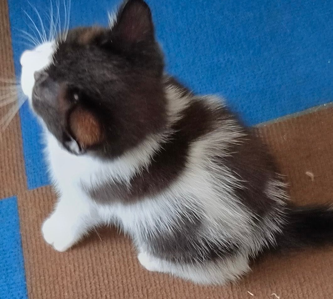 kittens mogen 7sept verhuizen., Meerdere dieren, Ontwormd
