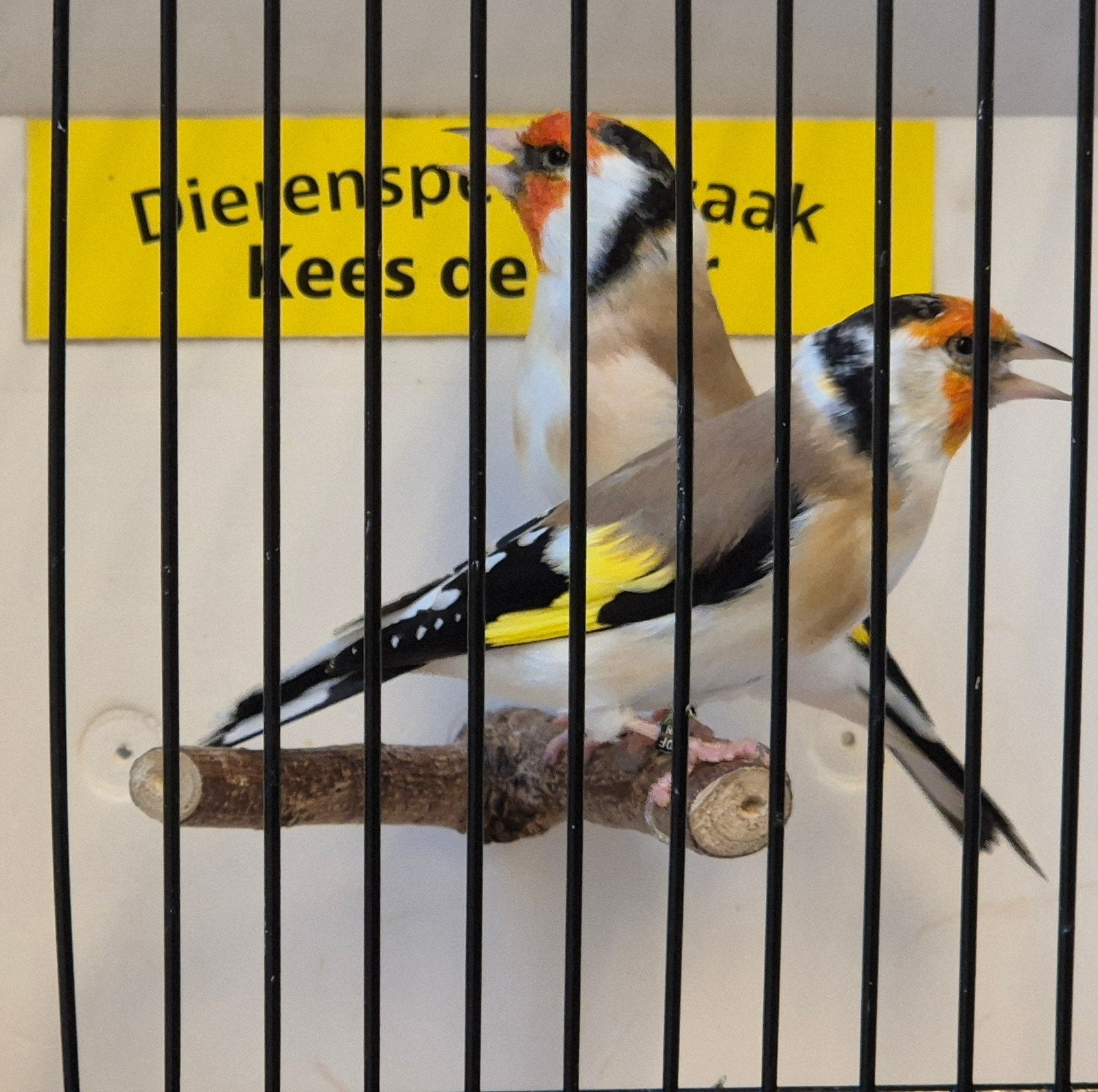 koppel Major putters, Dieren en Toebehoren