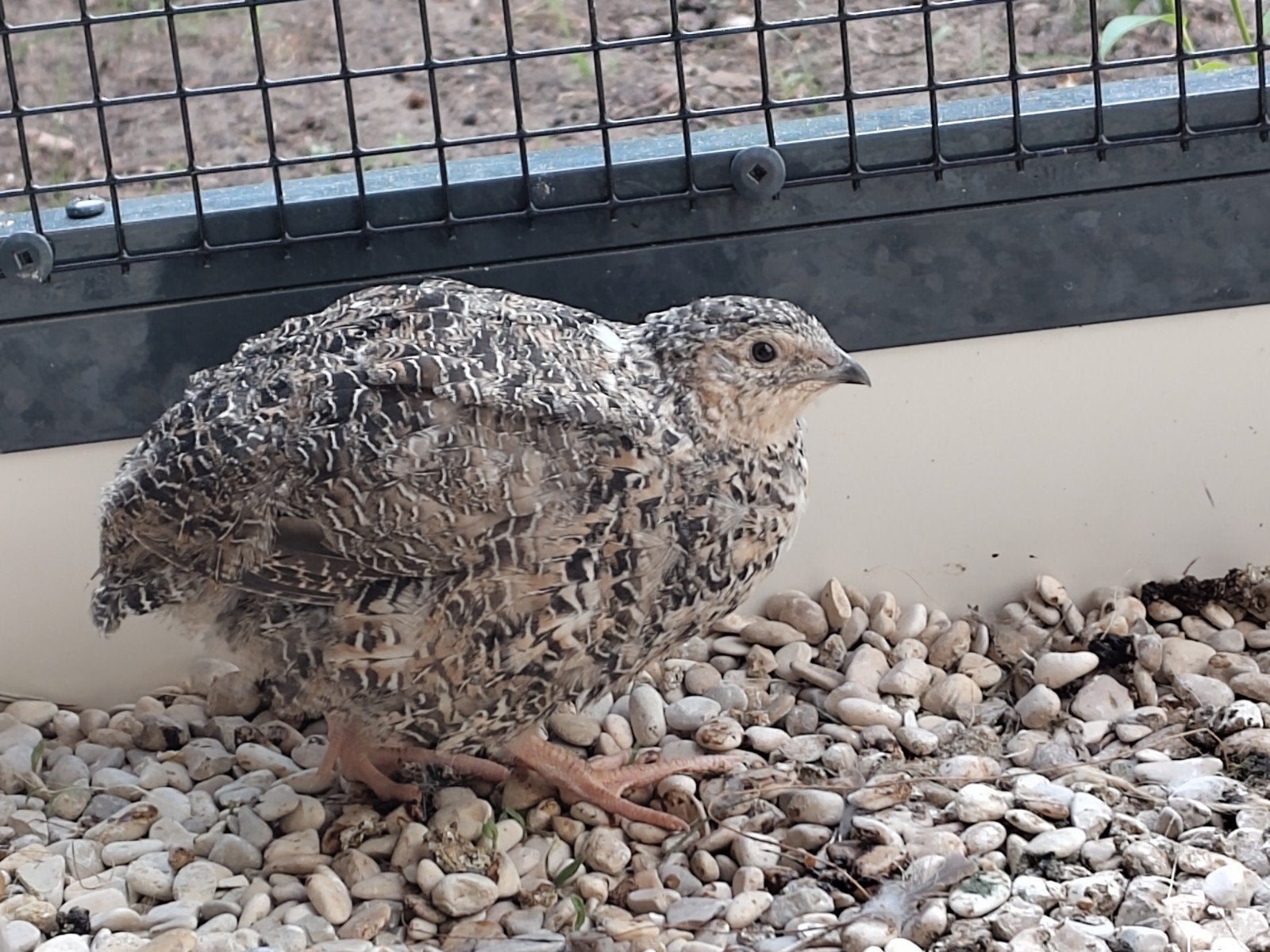 5 jonge Japanse kwartel hennen, Dieren en Toebehoren, Ophalen, Zo goed als nieuw