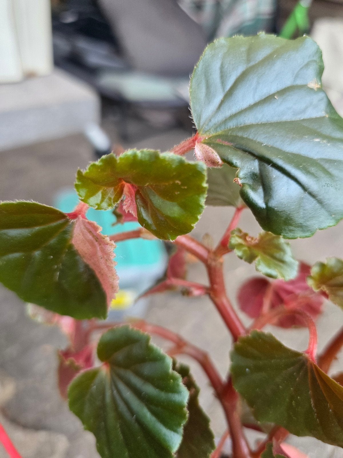 begonia cucullata pink varigata, Huis en Inrichting, Kamerplanten, Ophalen of Verzenden, Halfschaduw, Minder dan 100 cm