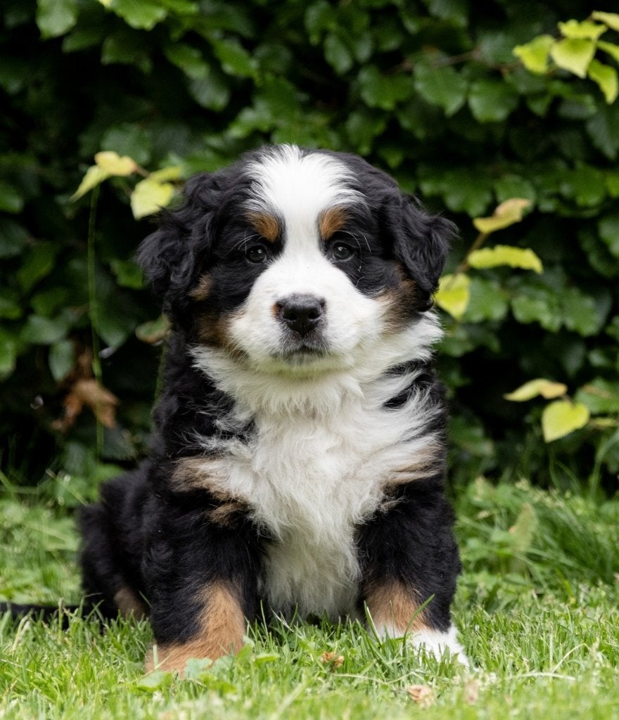 Prachtige Berner Sennen pups, Dieren en Toebehoren, Honden | Niet-rashonden, Parvo, Reu, 8 tot 15 weken, Groot