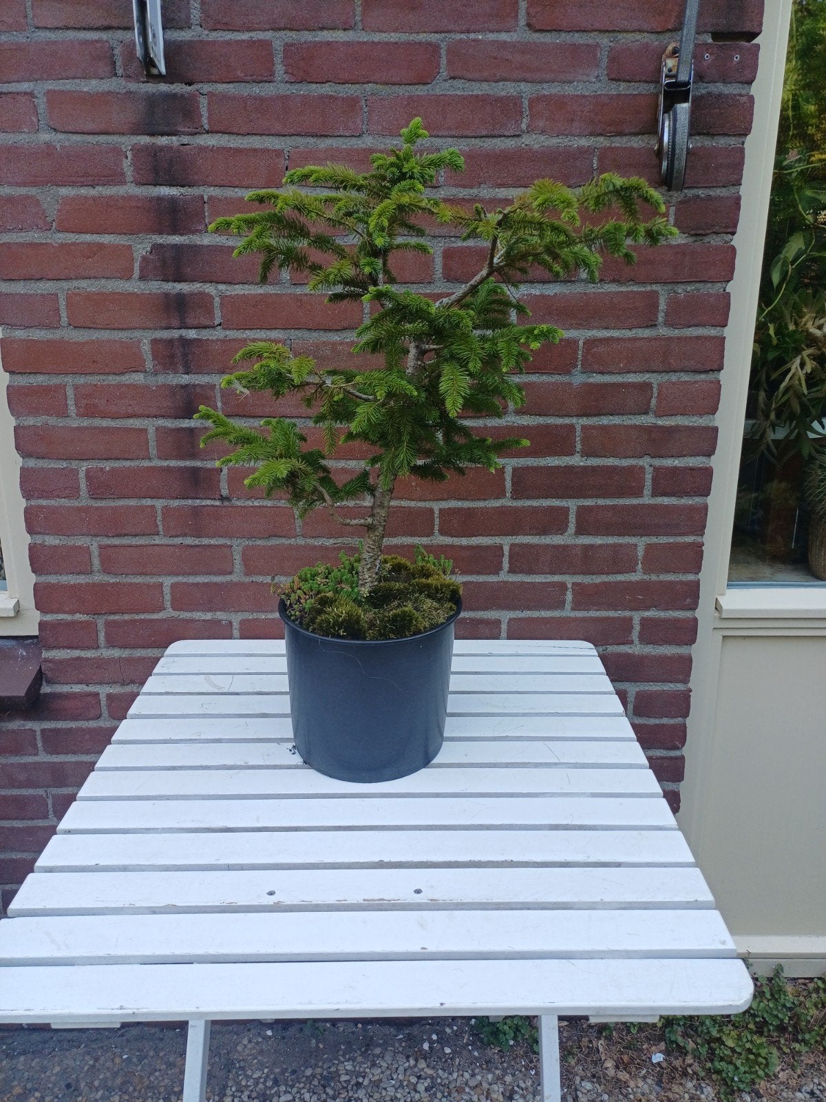 Bonsai Spar: Dwergconifeer (Picea abies), Vaste plant, Bloeit niet, Halfschaduw, Ophalen