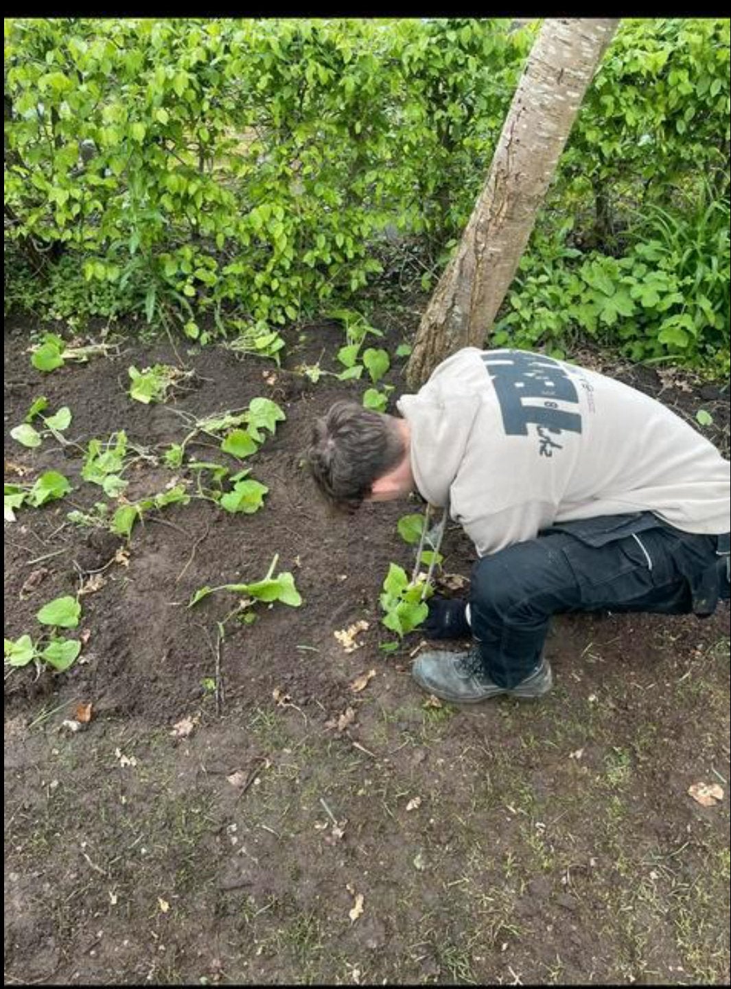 Tuinman omgeving zwolle, Tuin en Terras, Aarde en Mest, Ophalen