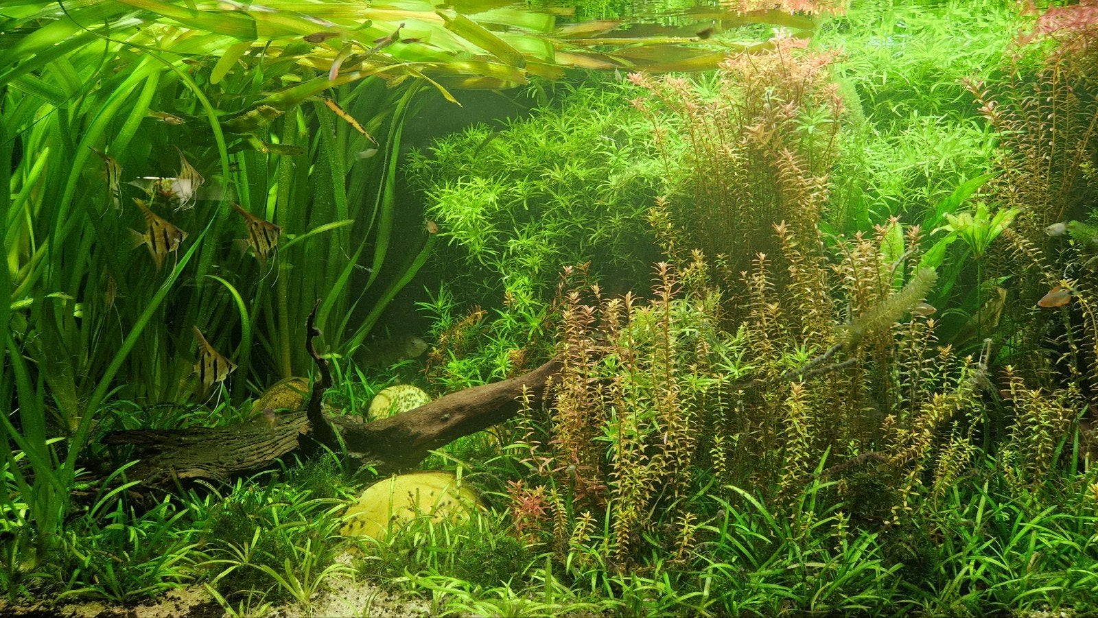 Aquarium planten zak vol zosterifolia, Rotala, Vallesneria, Ophalen, Inclusief planten, Nieuw, Plant(en), Steen of Hout
