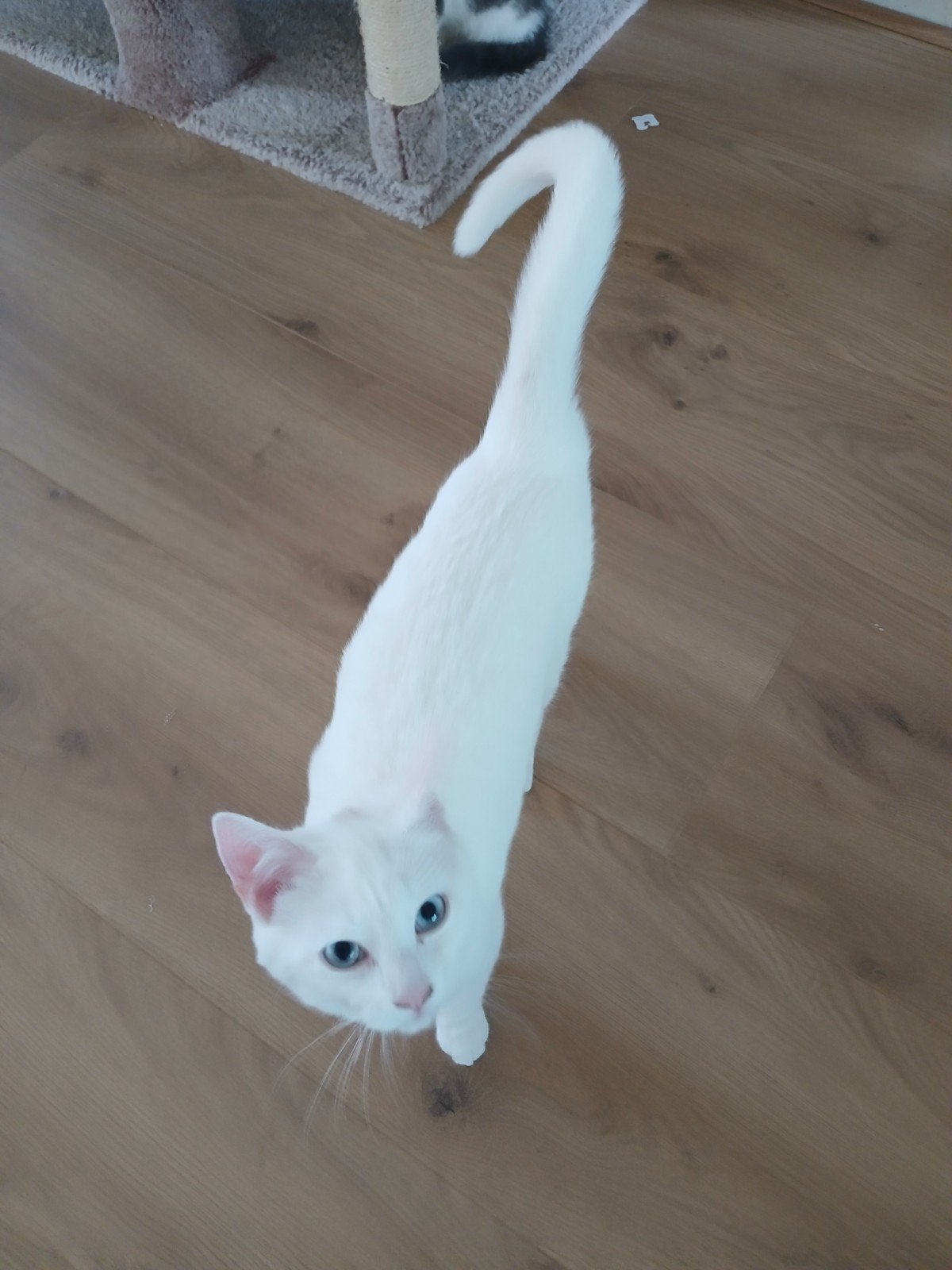 lieve kittens, Poes, Kortharig, 0 tot 2 jaar