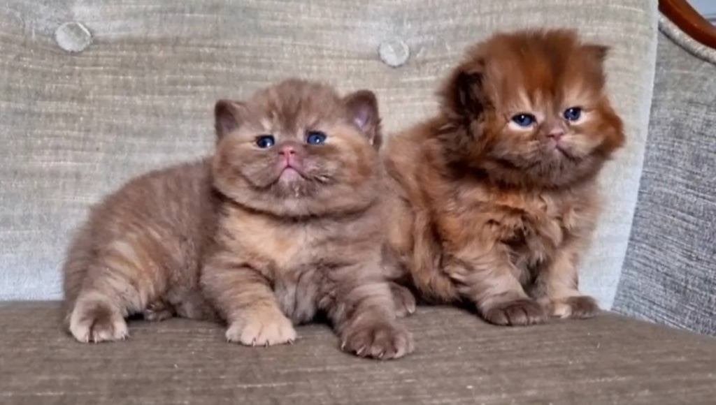 Cinnamon Tortie en Fawn British kittens, Dieren en Toebehoren, Poes, Ontwormd