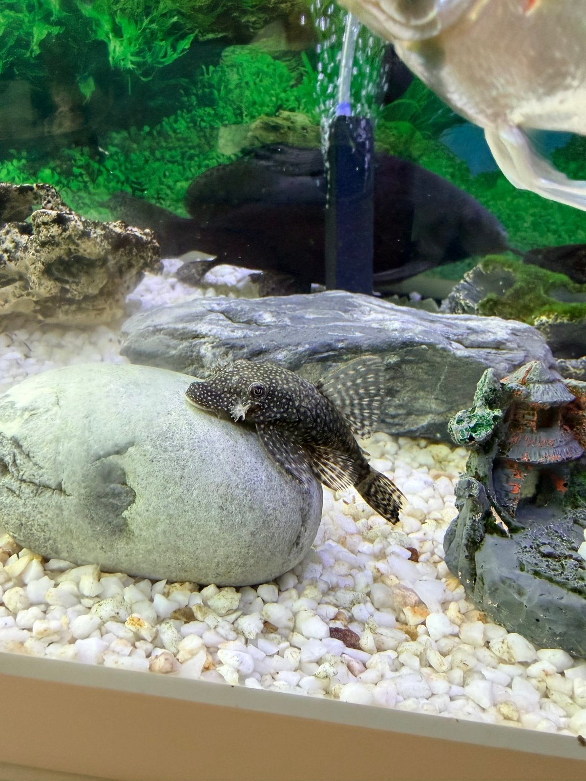 Aquarium, Ophalen, Gevuld zoetwateraquarium
