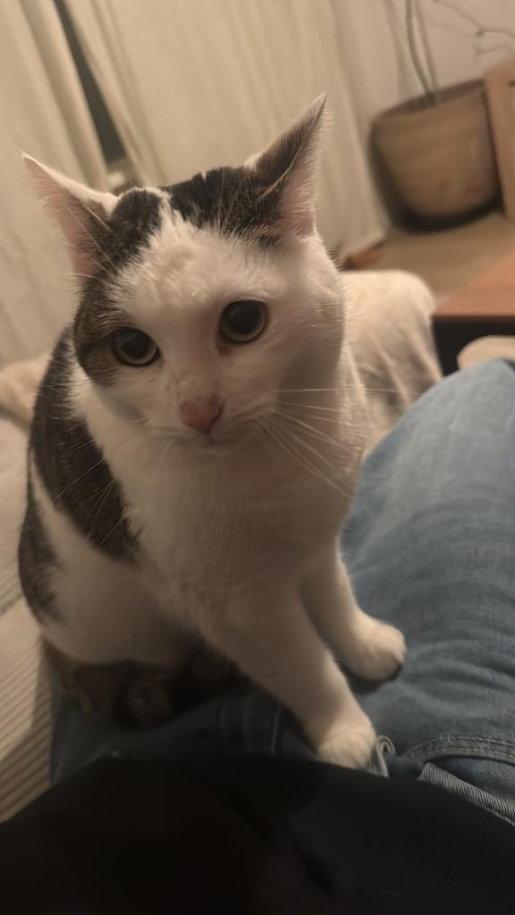 Op zoek naar een nieuw huisje voor Bitchie.. (lees tekst), Poes