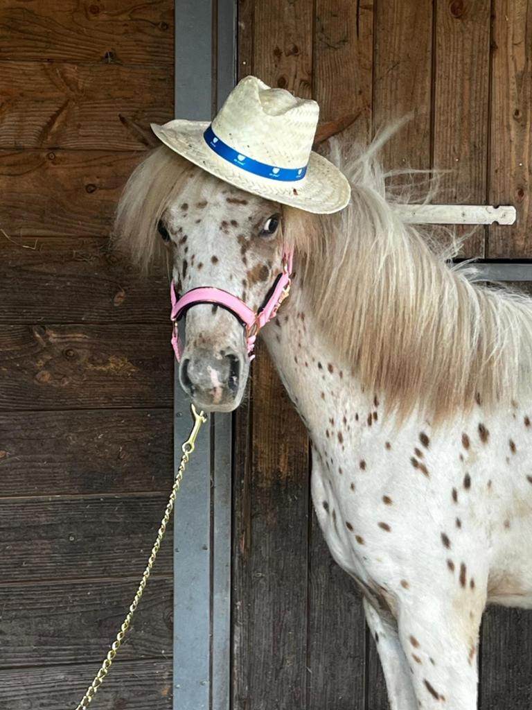 Zeer mooie jonge appaloosa merrie te koop !!!, Merrie, 3 tot 6 jaar