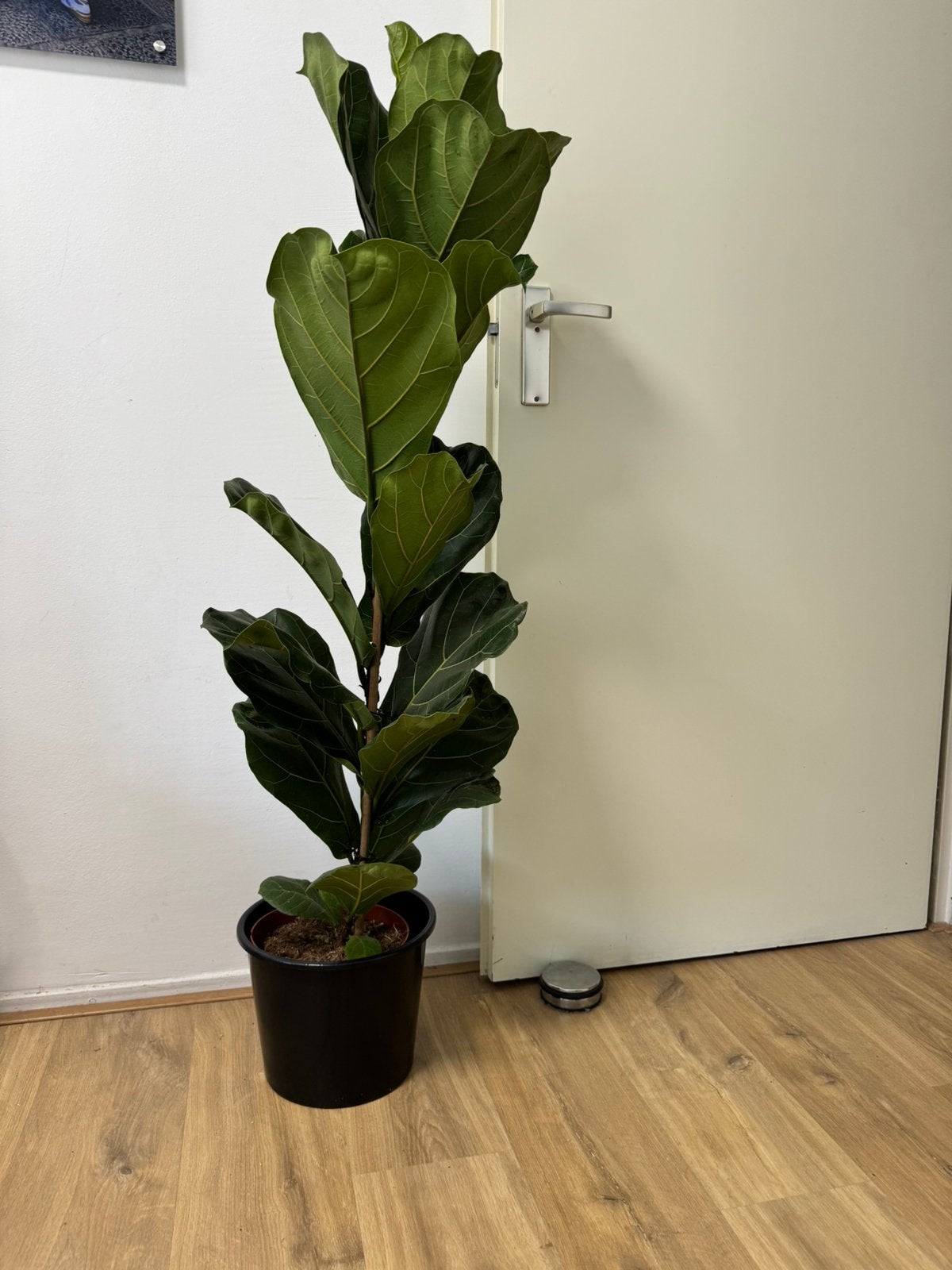 Ficus lyrata 150 cm hoog, Huis en Inrichting, Kamerplanten, Ophalen, Ficus, Halfschaduw